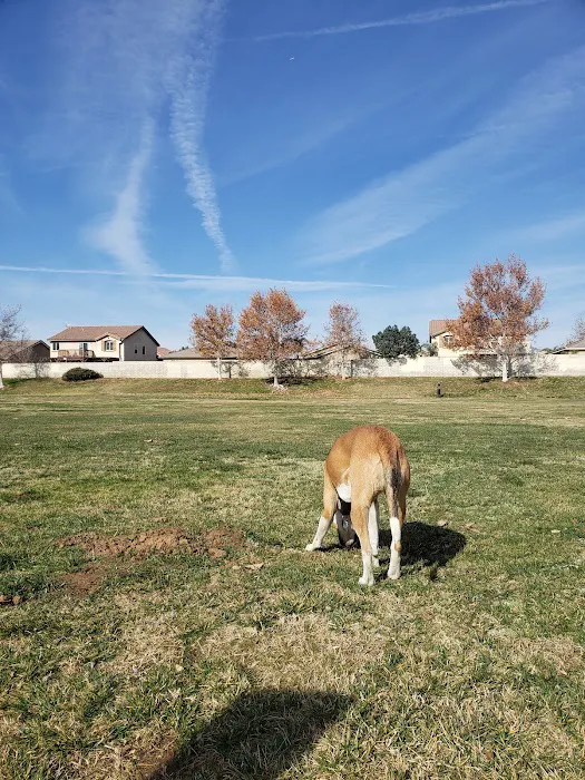 Paws Dog Park 2