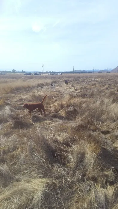 San Jacinto Dog Training Park 3