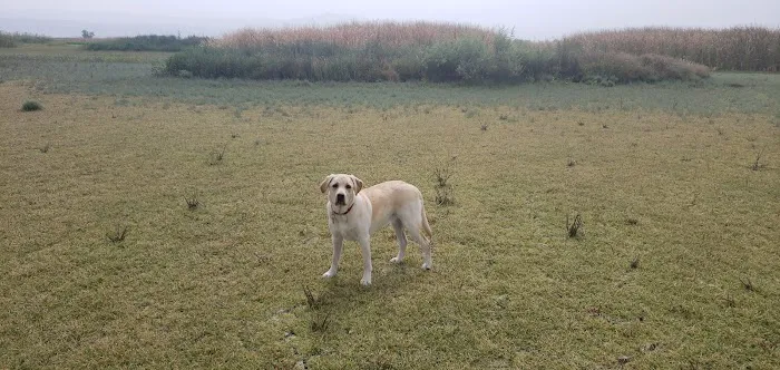 San Jacinto Dog Training Park 1
