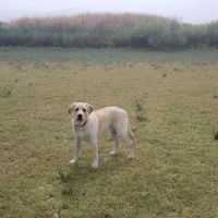 San Jacinto Dog Training Park ico