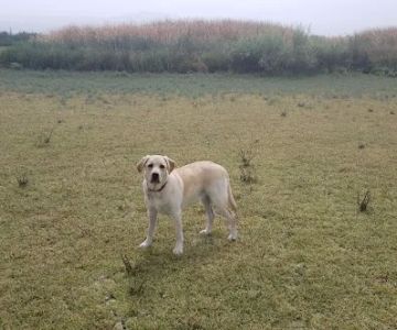 San Jacinto Dog Training Park