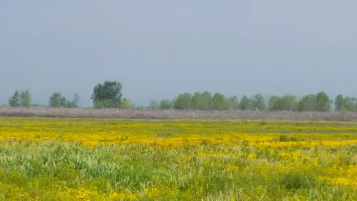 San Jacinto Dog Training Park 6