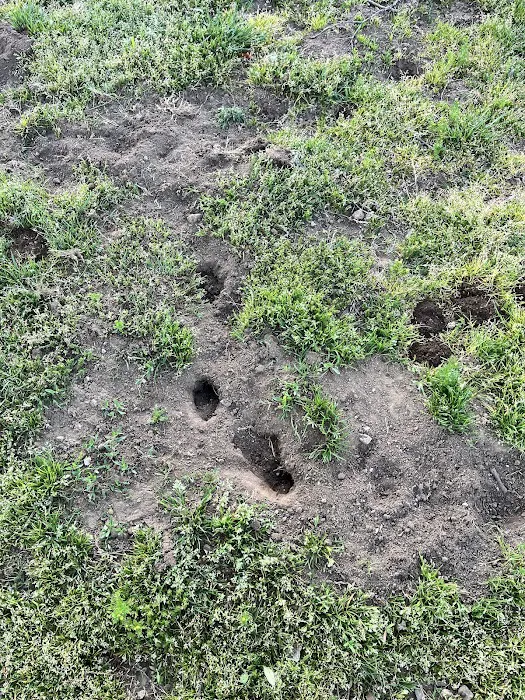 Noble Dog Park 10
