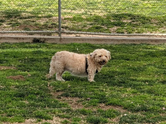 Noble Dog Park 6