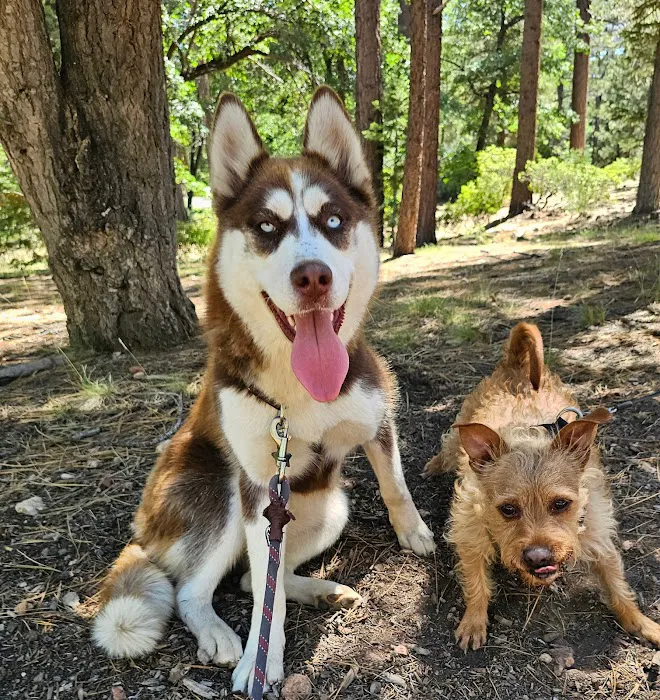 Bark Park 6