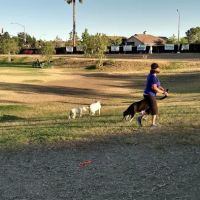 Aldergate Dog Park, Valley-Wide Recreation and Park District ico