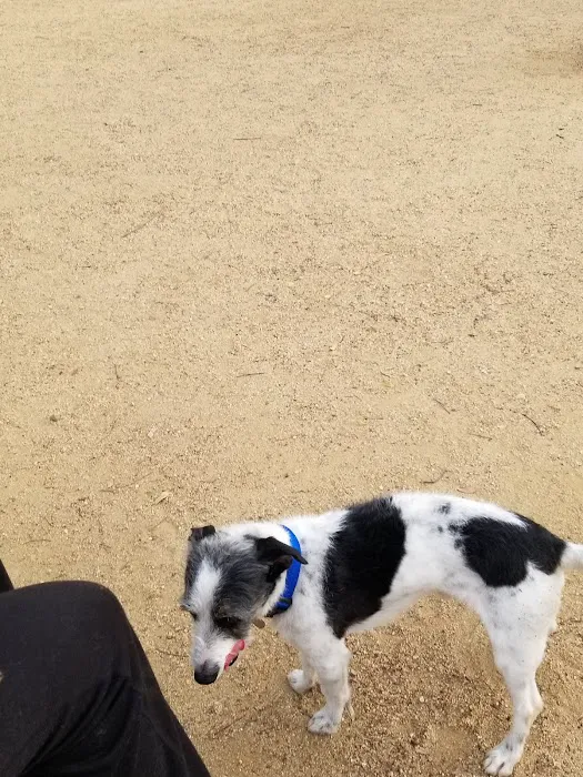 Dog Park 7
