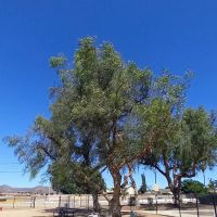 Dog Park ico