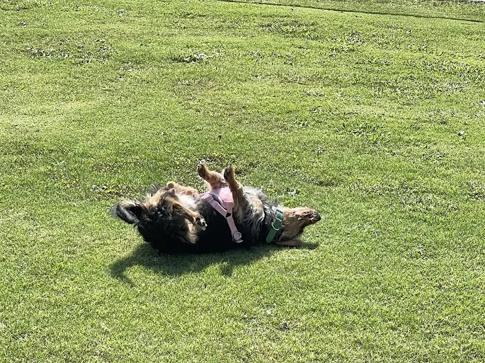 Dog Park 8