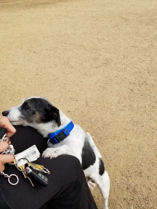 Dog Park 4