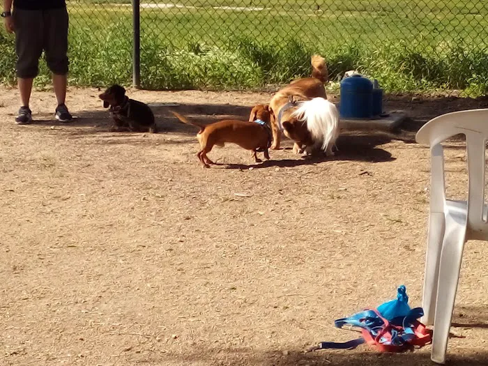 Dog Park 5