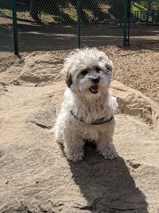 MacKenzie Park Dog Park 10