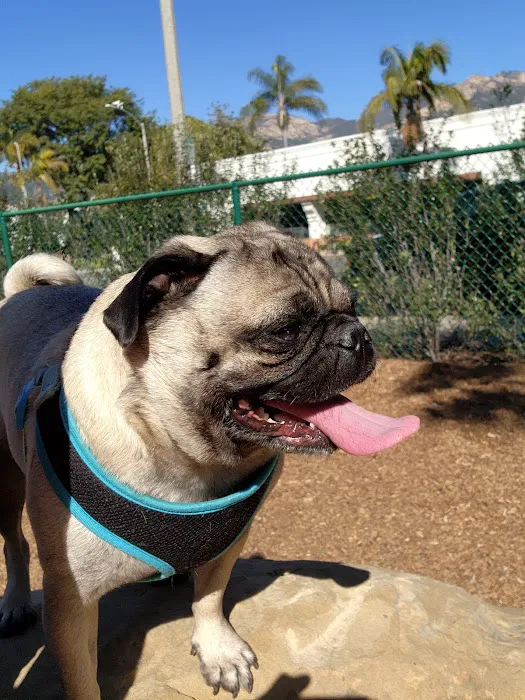 MacKenzie Park Dog Park 1