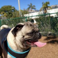 MacKenzie Park Dog Park ico