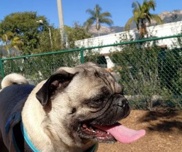 MacKenzie Park Dog Park