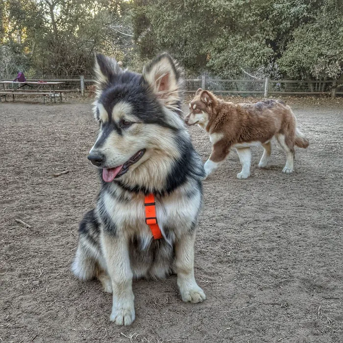 Tucker's Grove Dog Park 6