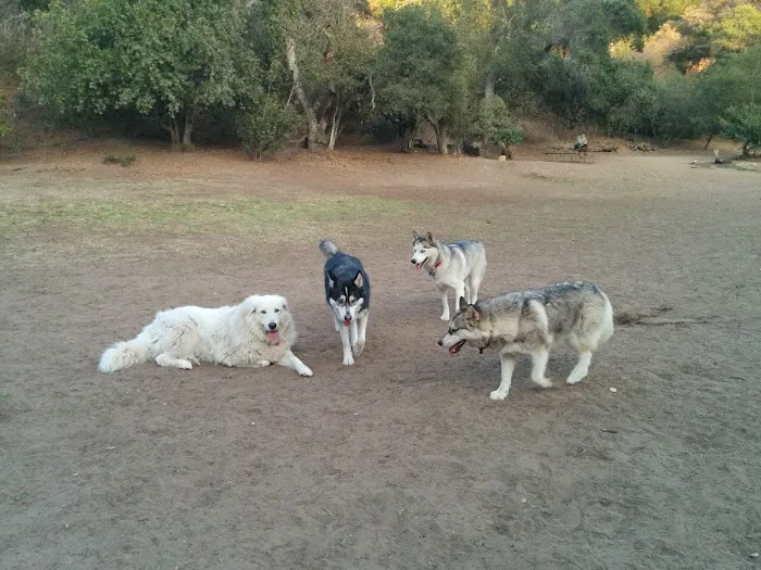 Tucker's Grove Dog Park 3