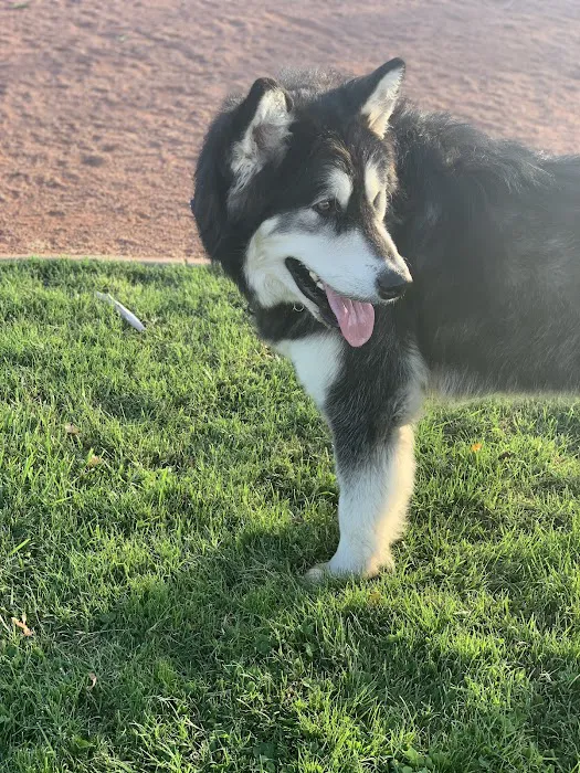 Adelanto Dog Park 10