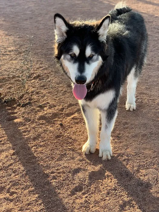 Adelanto Dog Park 9