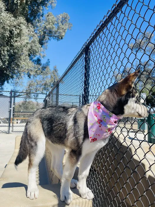 Serenity Dog Park 10