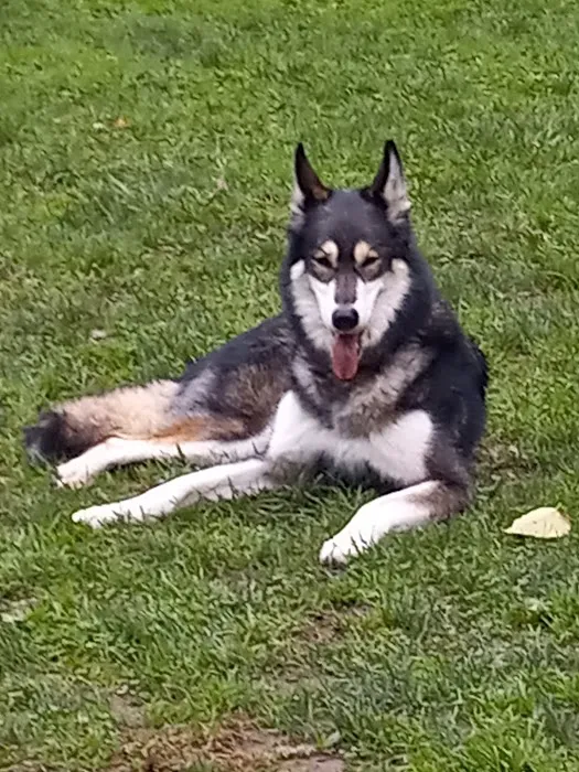 Guenther Willows Dog Park 4