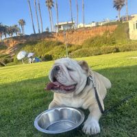 Guenther Willows Dog Park ico