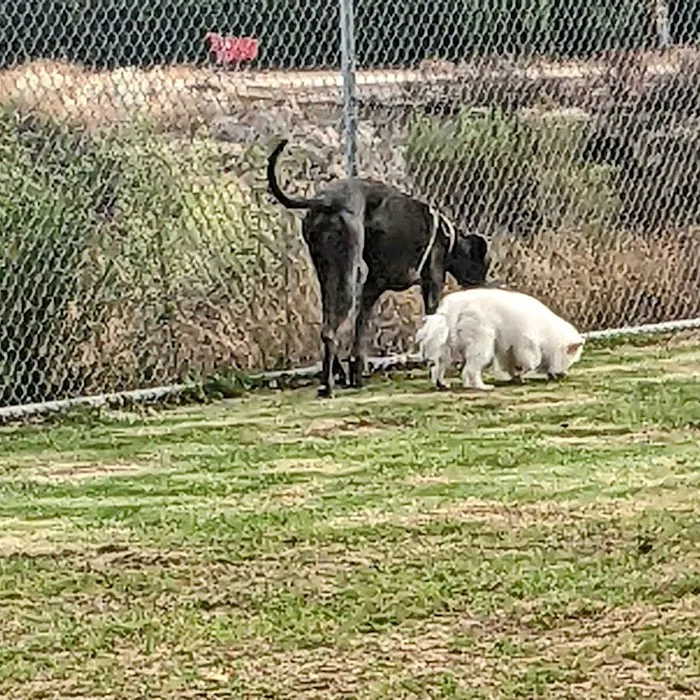 Margarita Dog Park 1