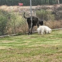 Margarita Dog Park ico