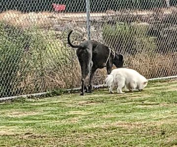 Margarita Dog Park