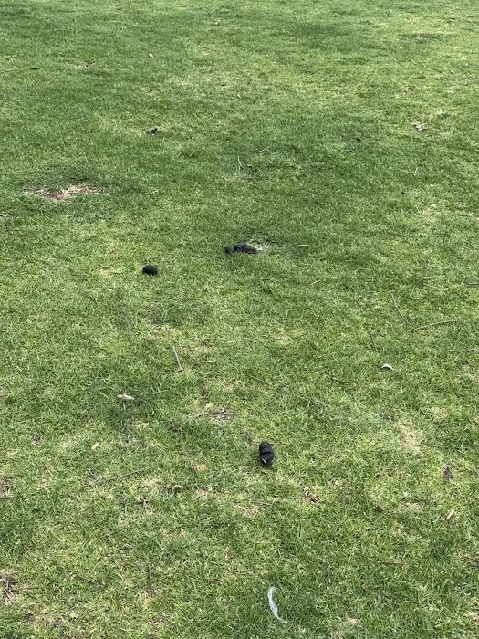 Margarita Dog Park 7