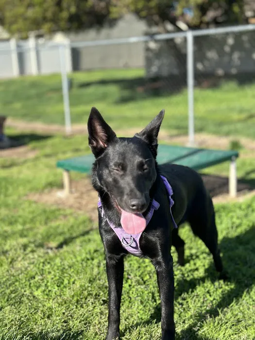 Dog Park O’Neill Heights 1