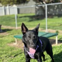 Dog Park O’Neill Heights ico