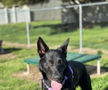 Dog Park O’Neill Heights