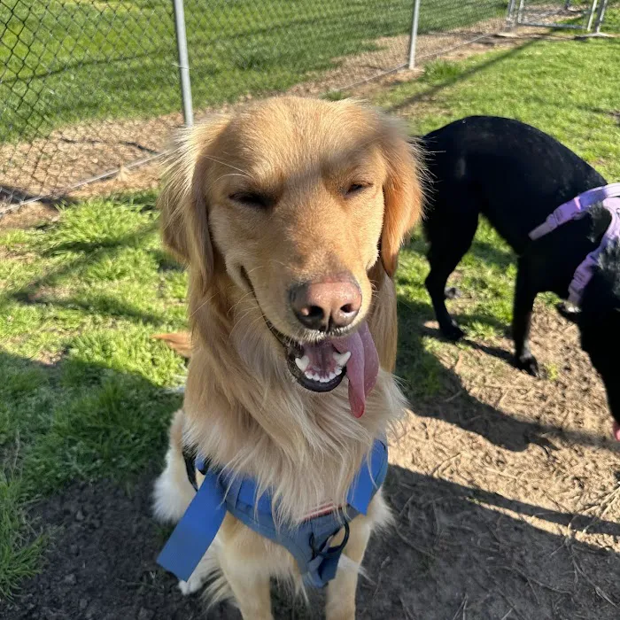 Dog Park O’Neill Heights 3