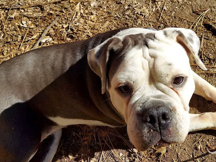 Rick Barker Dog Park 10