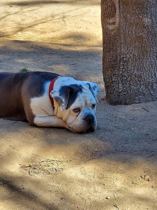 Rick Barker Dog Park 4