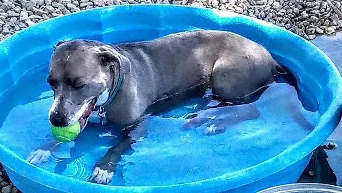 David H. Ready Palm Springs Dog Park 4