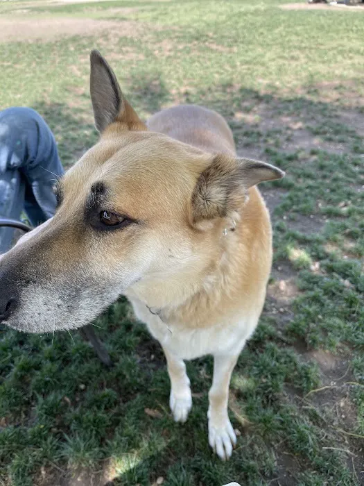 David H. Ready Palm Springs Dog Park 1
