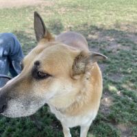David H. Ready Palm Springs Dog Park ico