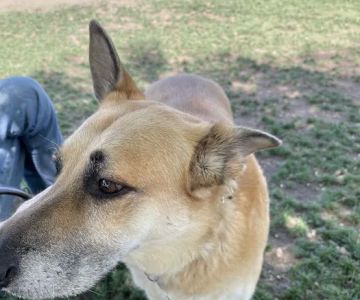 David H. Ready Palm Springs Dog Park