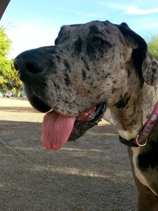David H. Ready Palm Springs Dog Park 10