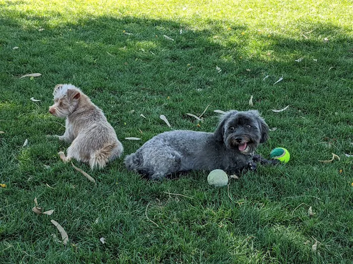David H. Ready Palm Springs Dog Park 8