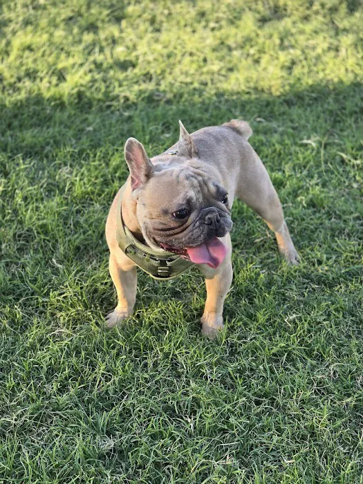 Panorama Park Dog Park 10