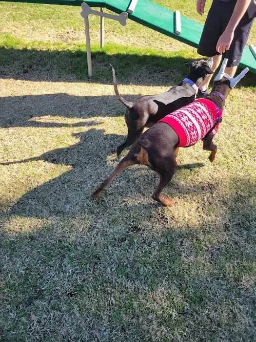 Panorama Park Dog Park 9