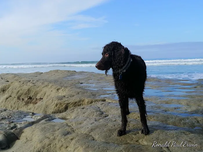 Military access only: Del Mar Dog Park 2