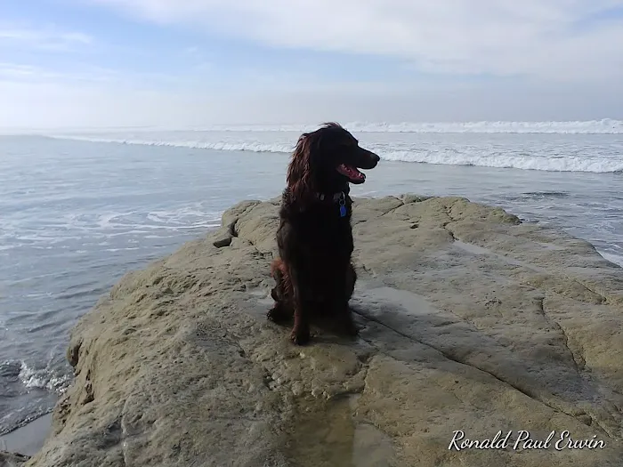 Military access only: Del Mar Dog Park 3