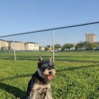 Military access only: Del Mar Dog Park ico
