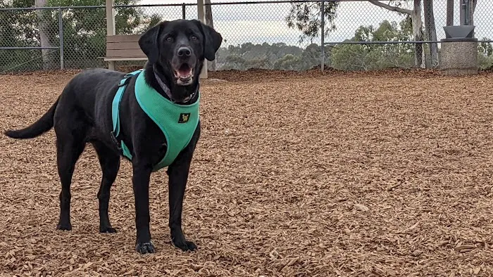 Dog Park 1