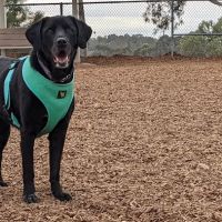 Dog Park ico