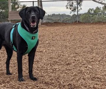 Dog Park